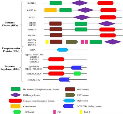 Two-Component System Genes in Sorghum bicolor: Genome-Wide Identification and Expression Profiling in Response to Environmental Stresses